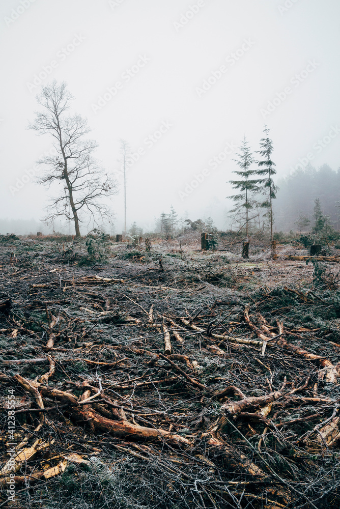Fog and frost in a recently felled section of forest. Fog and frost in a recently felled section of forest.