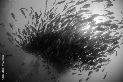 SChooling fish- Jacks Treveally