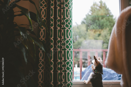 dog looking out window