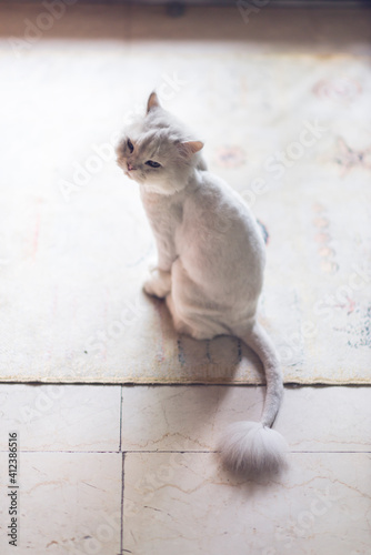 Cute shaved white cat sitting on flagstone floor photo