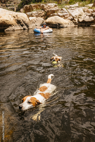 juck russel dogs swimming in a mountain lake in a river photo