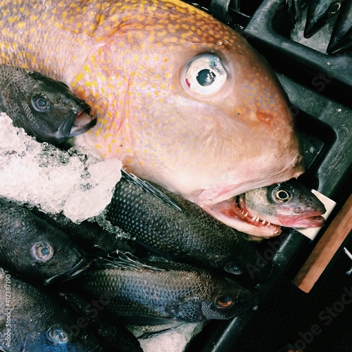 A large red fish with a smaller fish in its mouth. photo