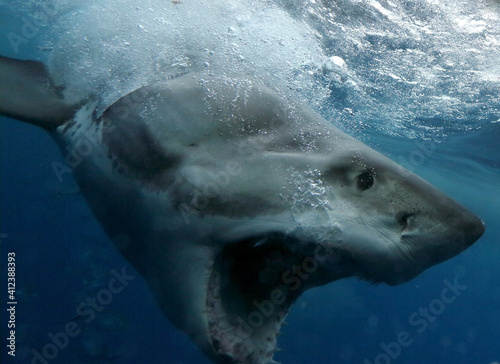 Great White Shark Attack