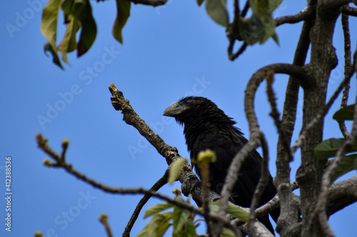 BLACK BIRD 