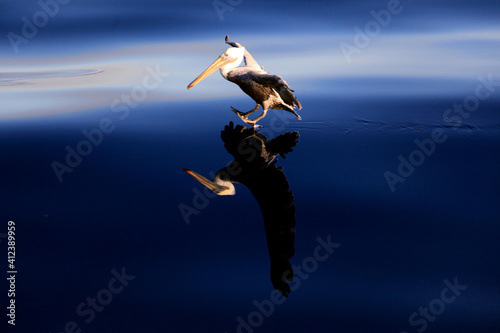Pelican and reflection