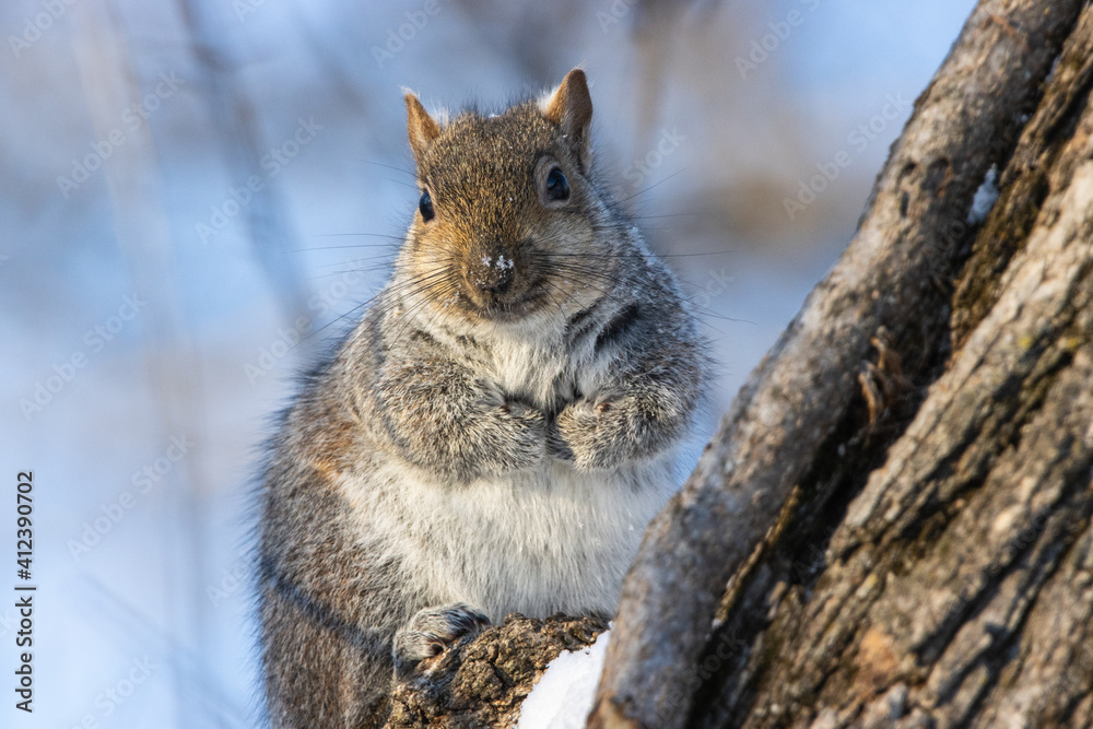 Eastern Gray Squirrel Eastern Gray Squirrel