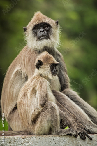 Tufted gray langur photo