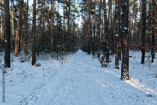 Wallpaper Mural Winter forest path. The photo was taken in the forest during the golden hour - the sun was already very low on the horizon. Torontodigital.ca