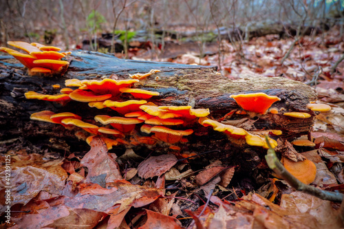 mushrooms in the forest