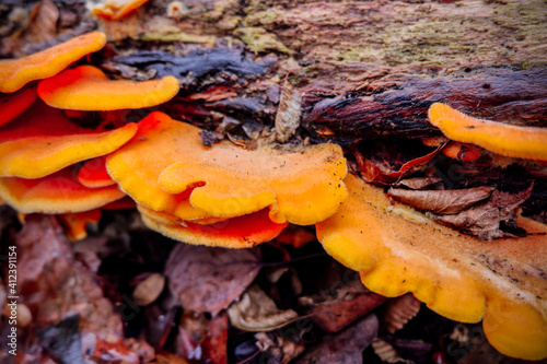 fungus on a stick