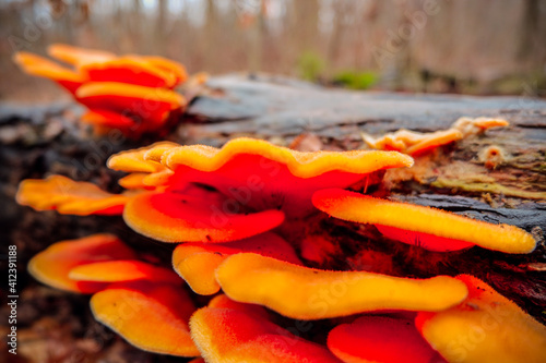 mushroom on a tree