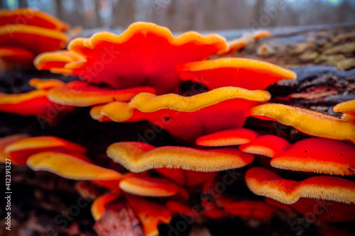 mushrooms in the forest