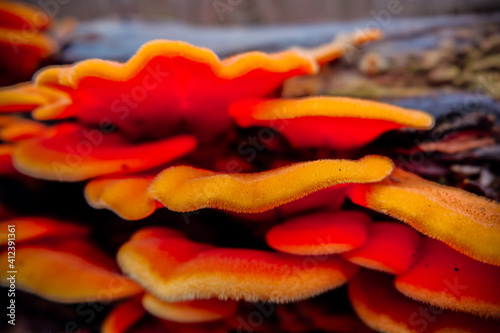red and yellow mushrooms