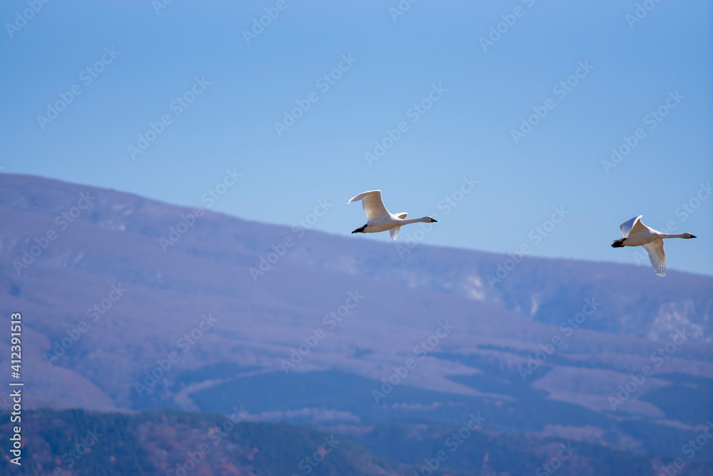 鳥海山を背に飛ぶ白鳥