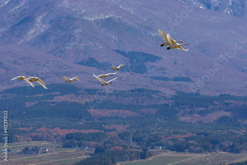 鳥海山を背に飛ぶ白鳥