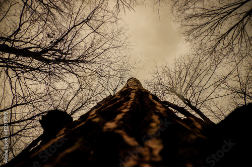 silhouette of a tree