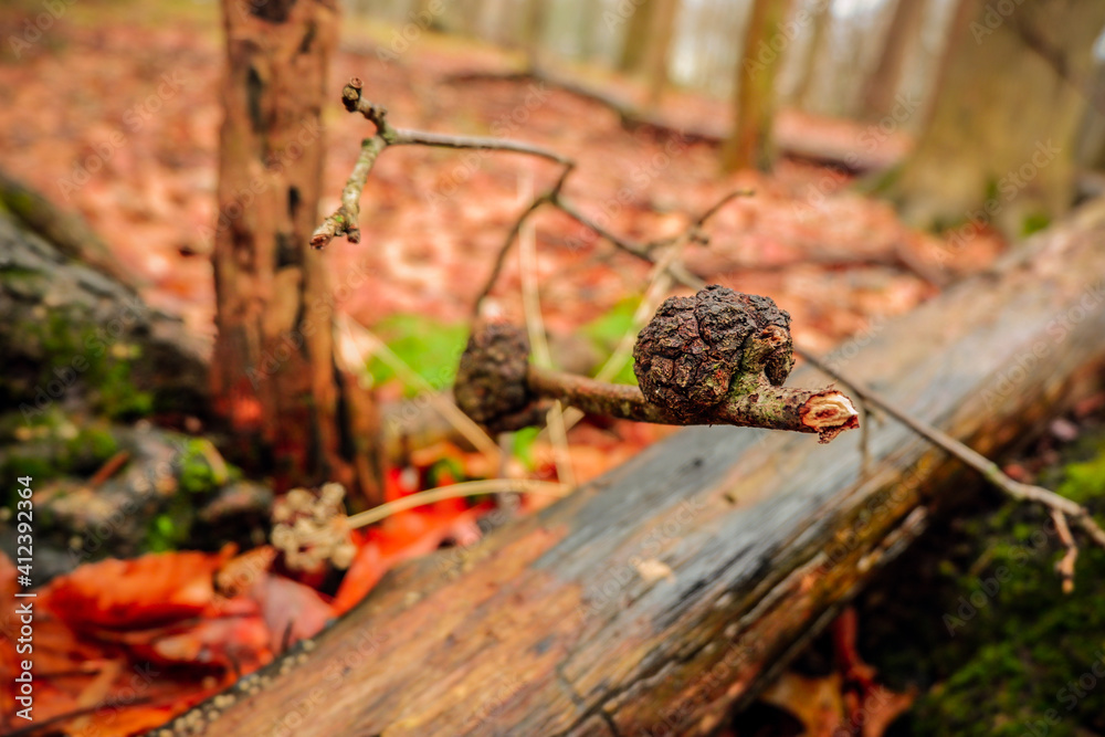 Obraz premium fungus on a branch