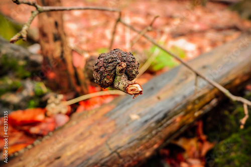 fungus on a branch