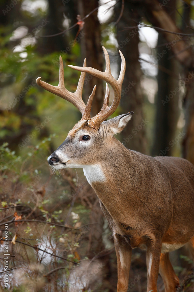 White-tailed Deer White-tailed Deer
