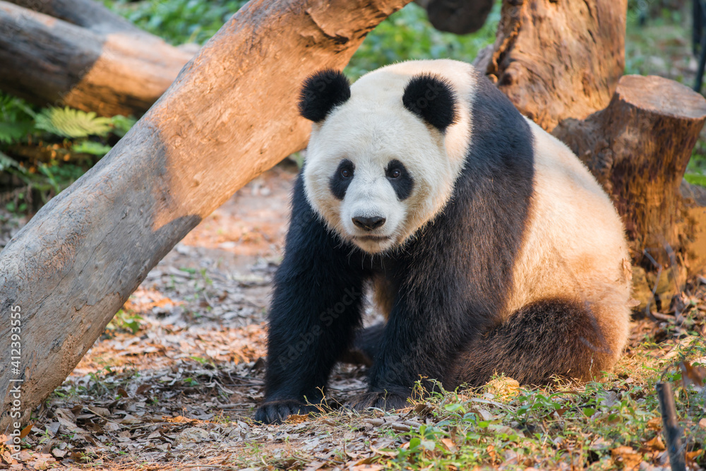 A giant panda with sunlight A giant panda with sunlight