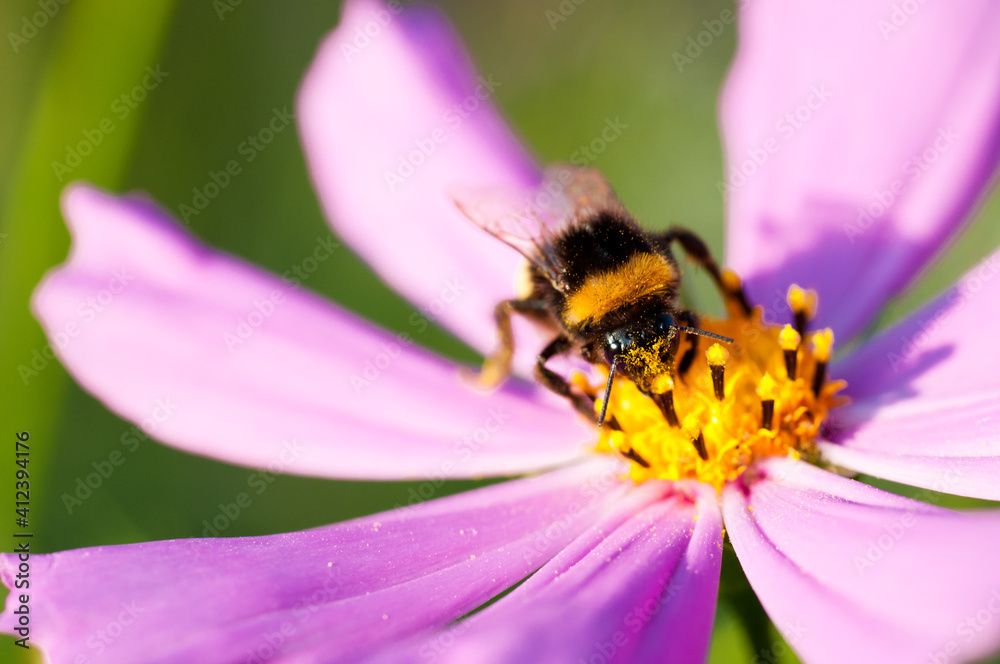 Bumblebee (Bombus) on a flower of Cosmos bipinnatus Bumblebee (Bombus) on a flower of Cosmos bipinnatus