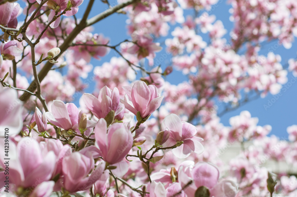 Close-up of flowering tree in the spring Close-up of flowering tree in the spring