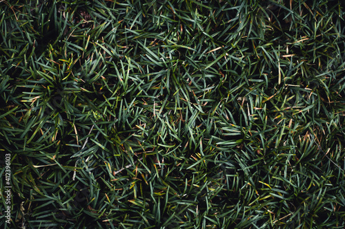 green grass background