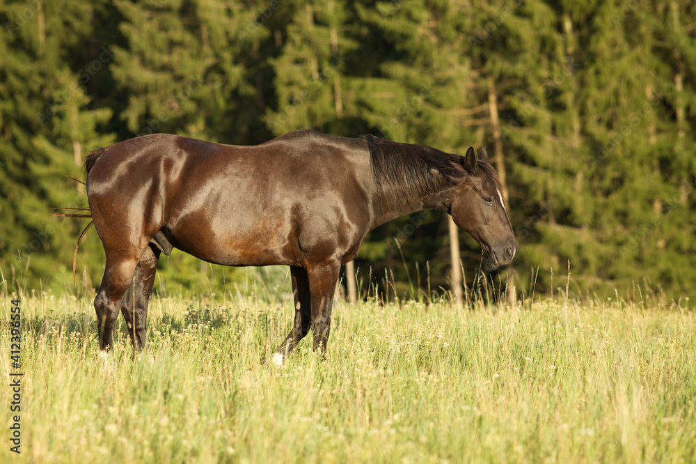 Glänzendes Pferd in der Abend sonne auf der Koppel Glänzendes Pferd in der Abend sonne auf der Koppel