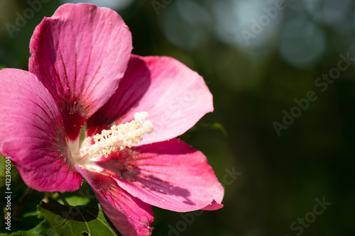 pink rose flower