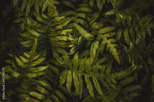 green fern background