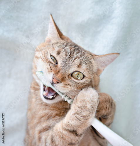 Cat brushes her teeth with a toothbrush