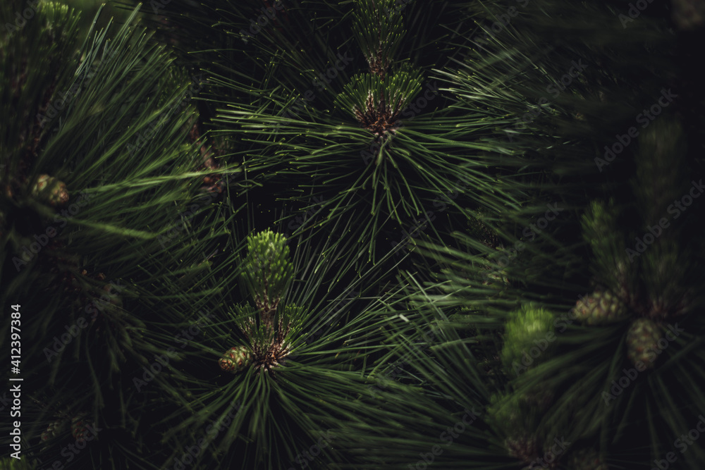 Obraz premium christmas tree background