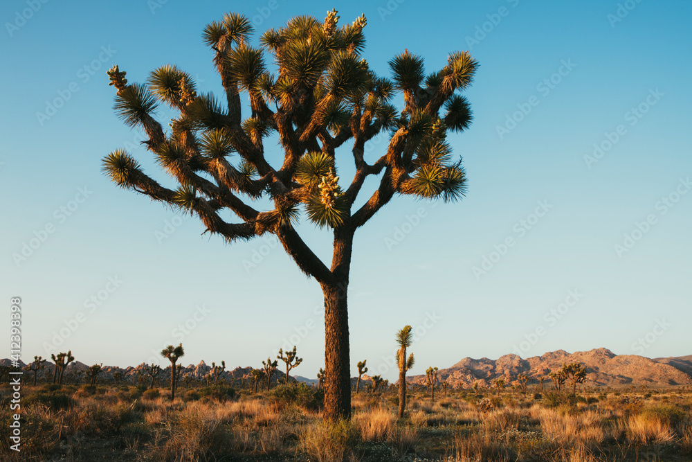 Joshua trees at dusk in the Mojave desert, Joshua Tree NP, CA, USA Joshua trees at dusk in the Mojave desert, Joshua Tree NP, CA, USA