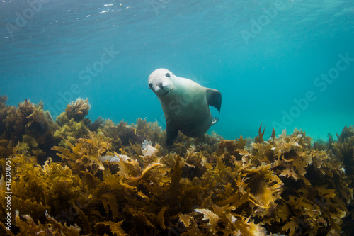 Australian sea lion photo
