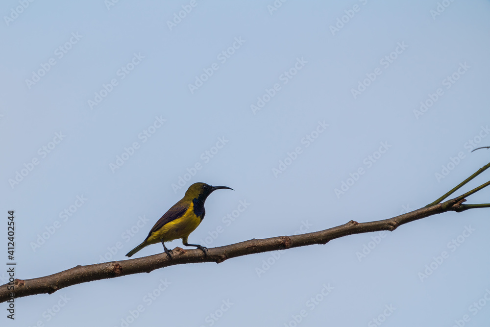 Male Olive-backed sunbird perching on the tree branch with blue sky background. Male Olive-backed sunbird perching on the tree branch with blue sky background.