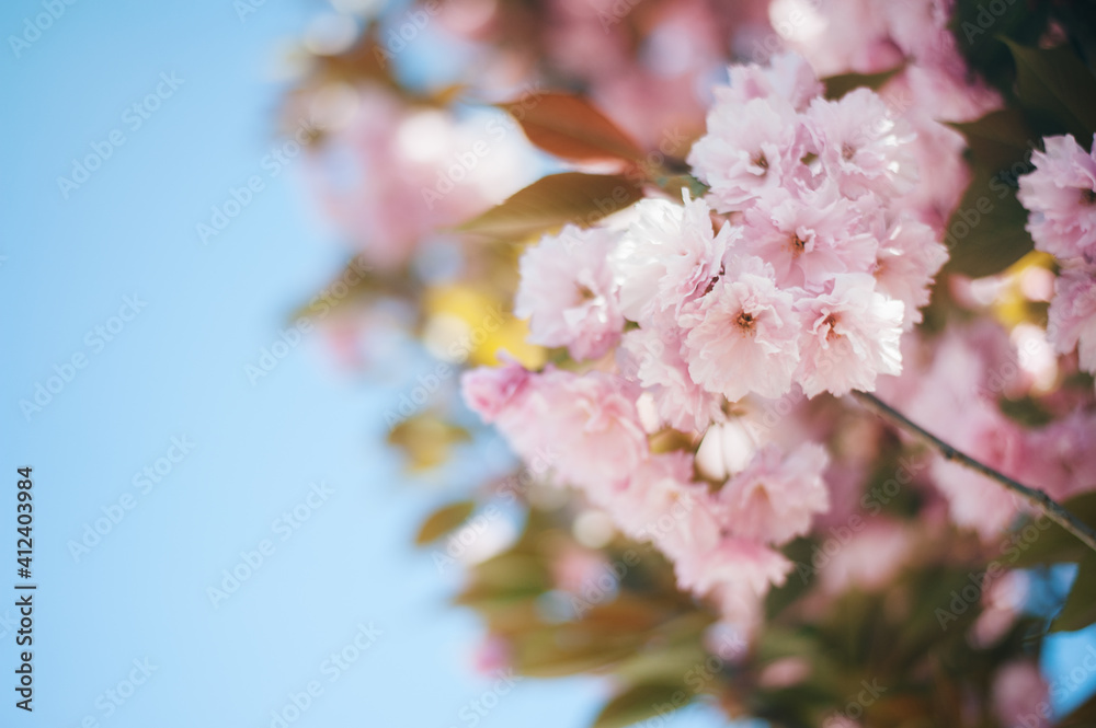 Japanese cherry tree blooming Japanese cherry tree blooming