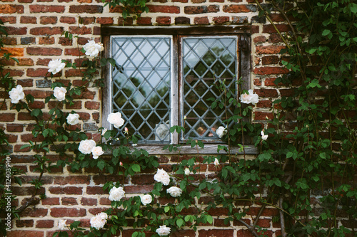 White roses growing around a leaded window in an old building photo