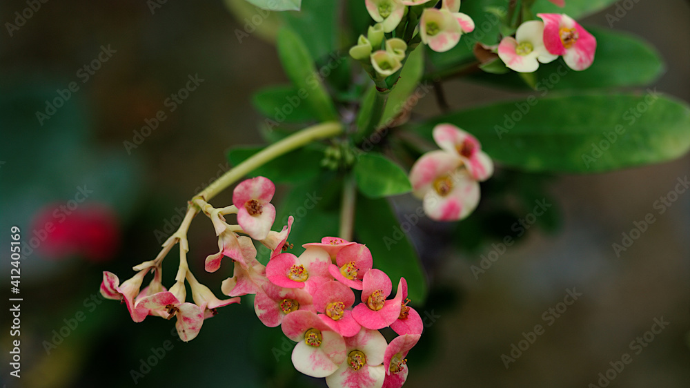 pink and white orchid pink and white orchid