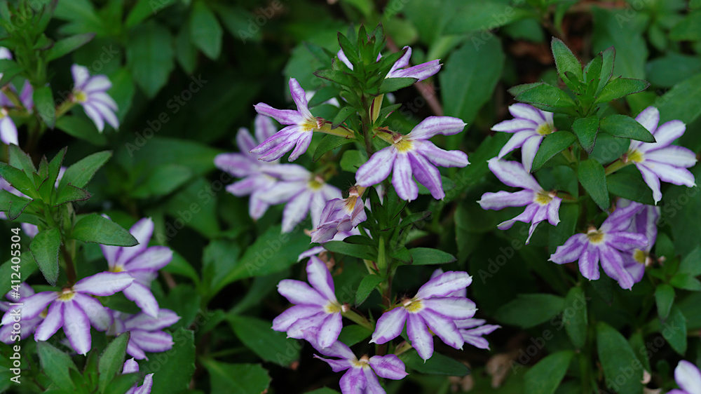 flowers in the garden flowers in the garden