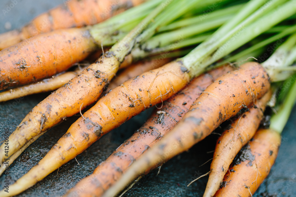 small carrots just picked from the garden small carrots just picked from the garden