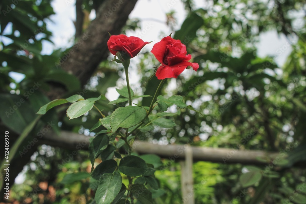 red rose in the garden red rose in the garden