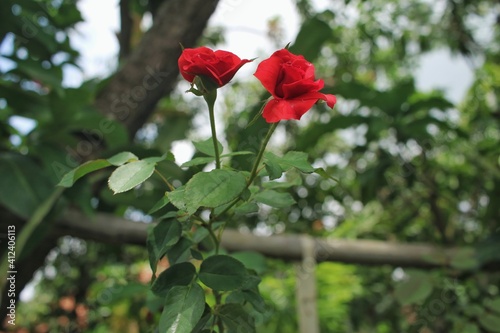 red rose in the garden