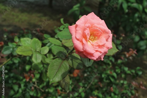 pink rose in garden