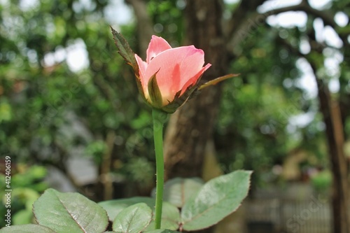 pink rose