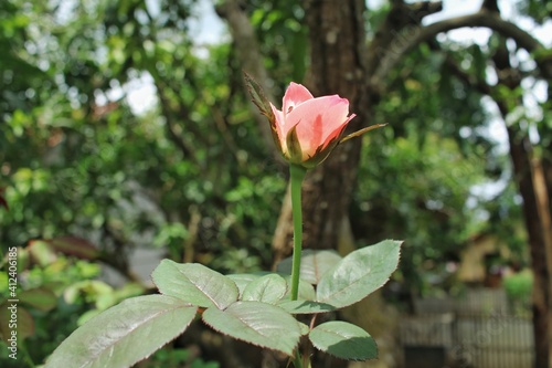 pink rose in the garden