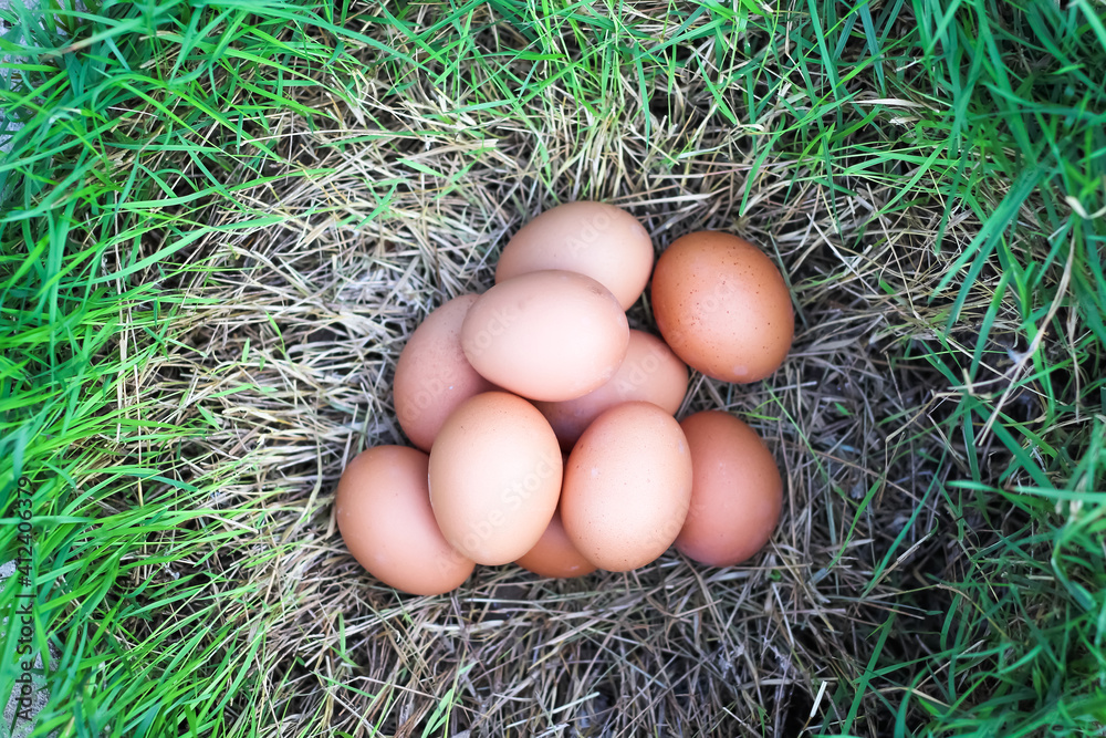 Chicken eggs on green grass hole background , natural easter egg concept top view Chicken eggs on green grass hole background , natural easter egg concept top view