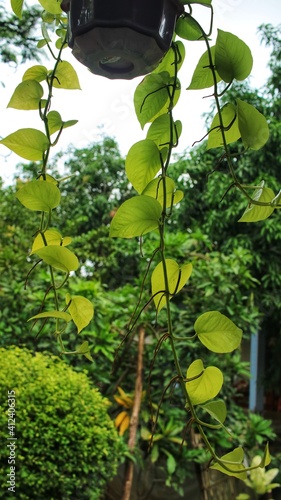 tree in the garden
