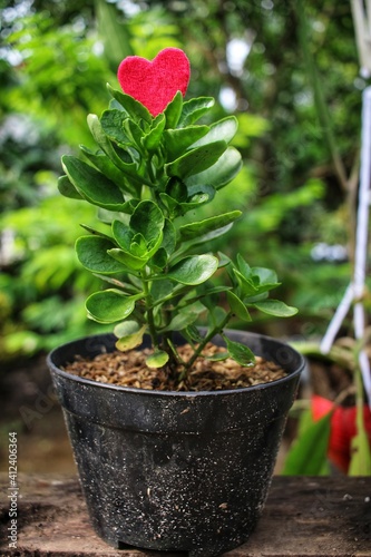 cactus in a pot