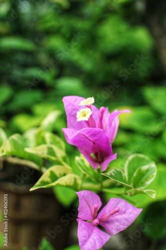 pink lotus flower