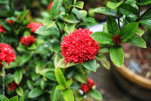 red dahlia flower